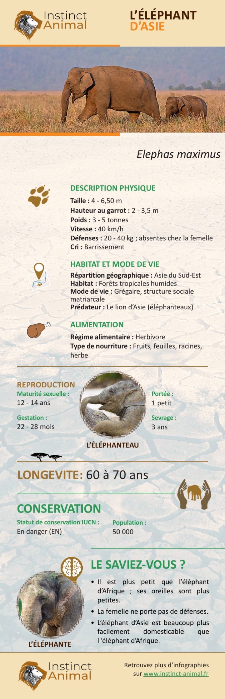 https://www.instinct-animal.fr/elephant-asie-infographie/