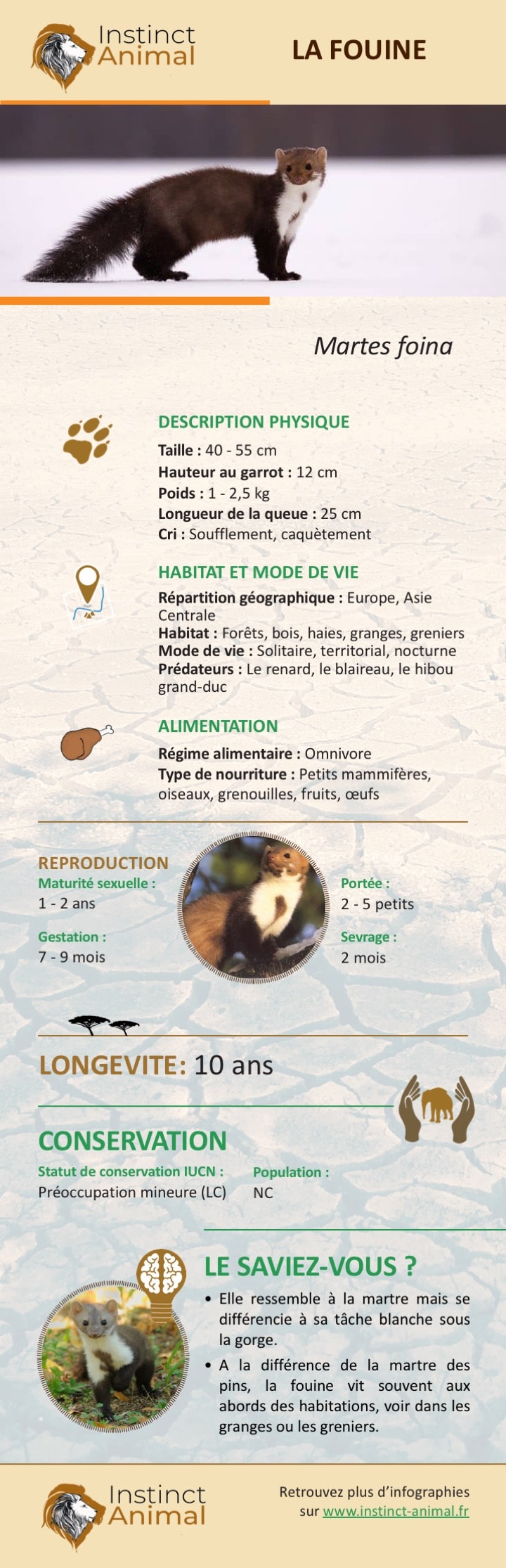 Description de la fouine - Infographie - Instinct Animal