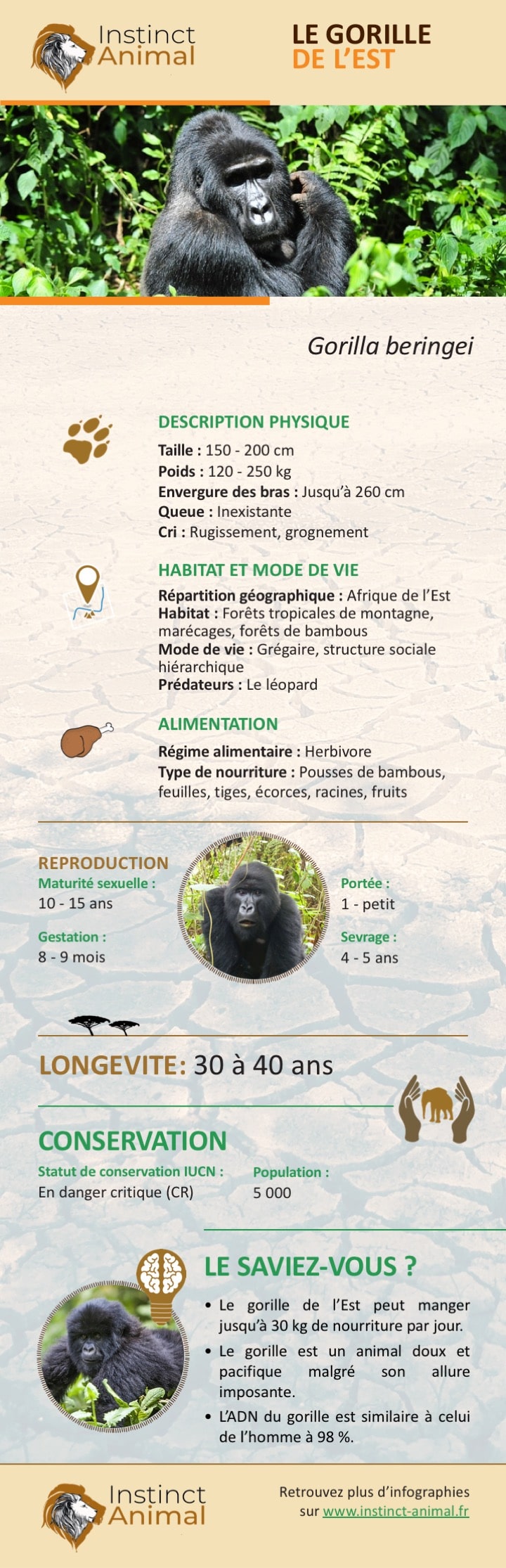 https://www.instinct-animal.fr/gorille-est-infographie/