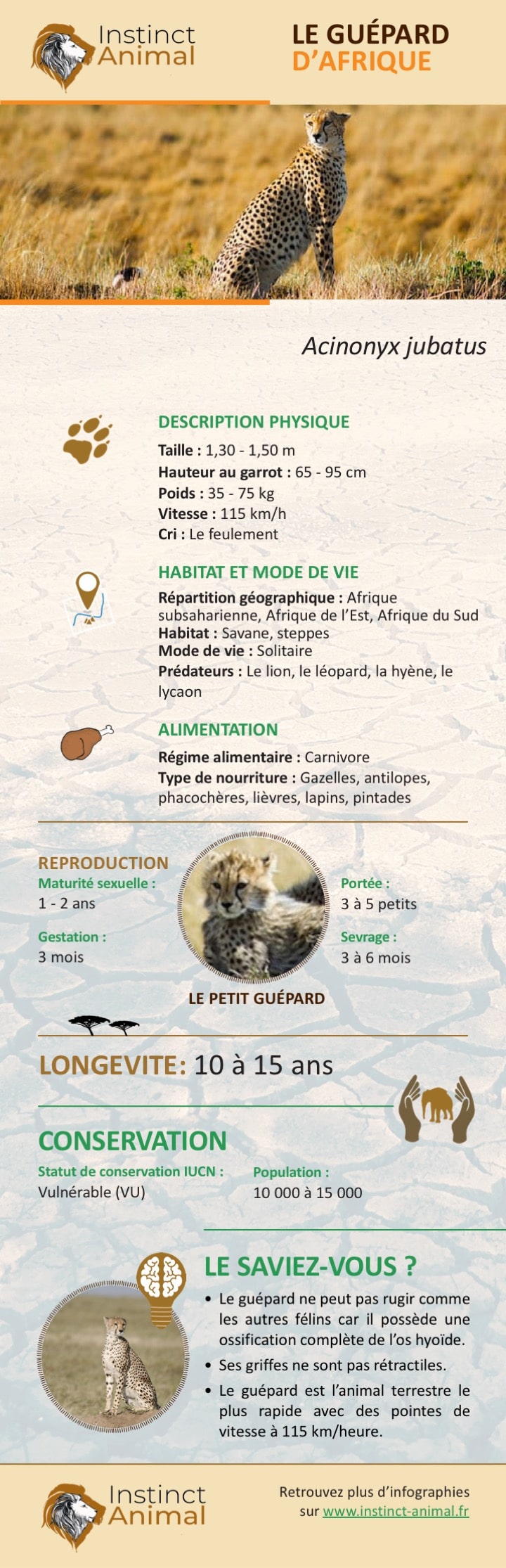 Le guépard - Infographie - Instinct Animal