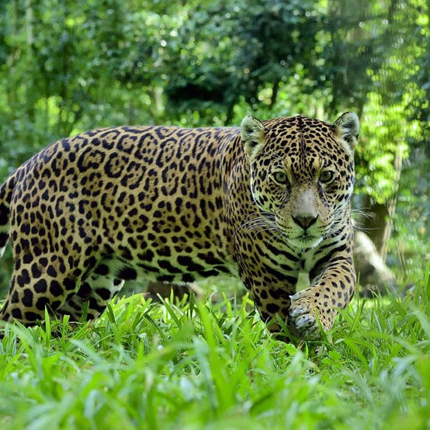Jaguar au parc des felins, parc zoologique - instinct animal