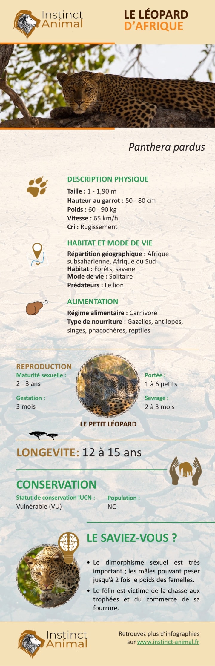 Le léopard - Infographie - Instinct Animal
