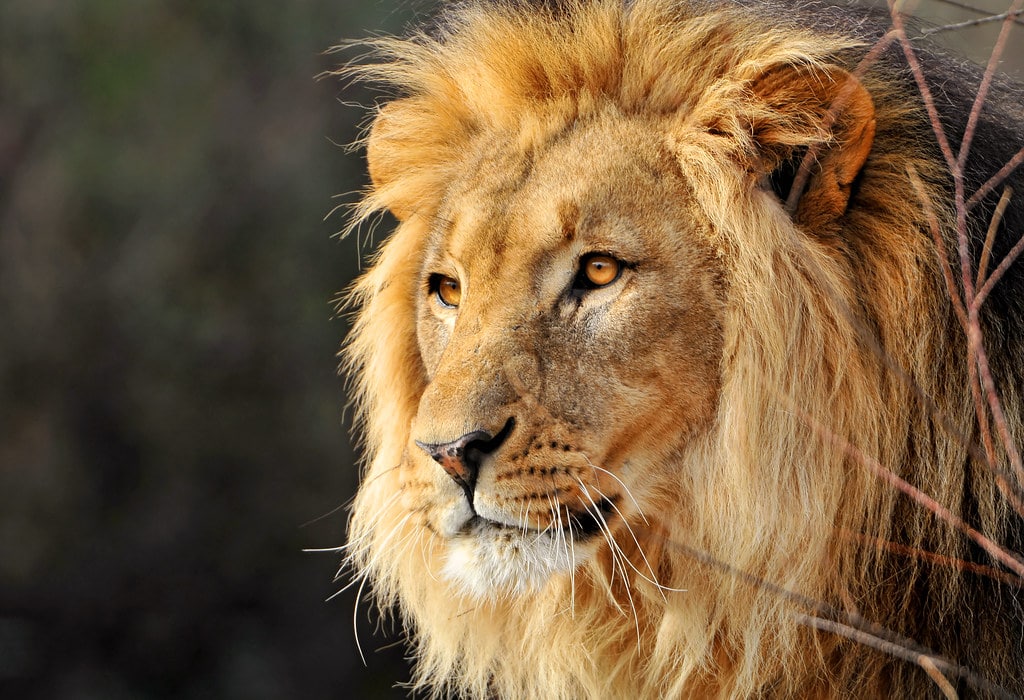 Animal sauvage, animaux sauvages, monde animalier, fiches - Instinct Animal