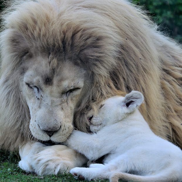lion blanc au parc des felins, parc zoologique - instinct animal 