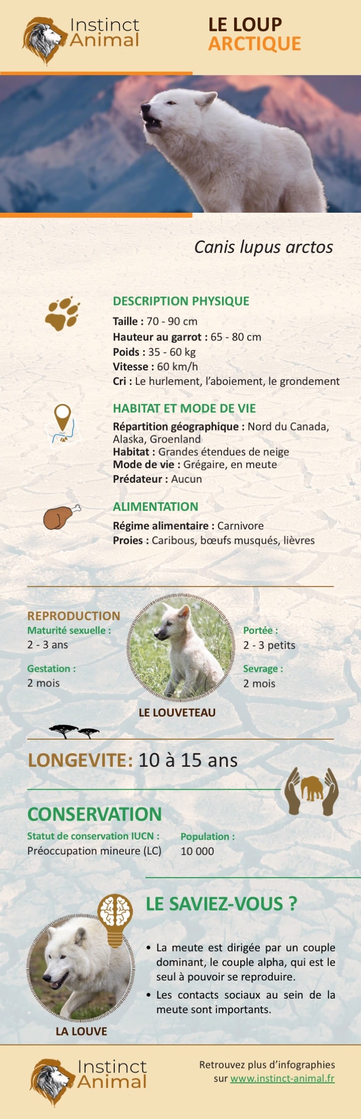 Loup arctique - Infographie - description et comportement - Instinct Animal