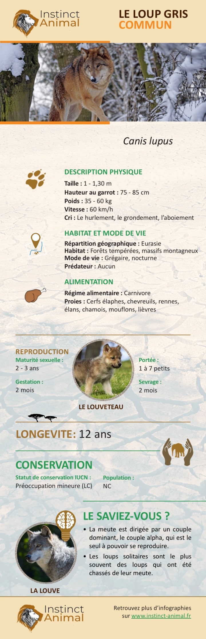 Description du loup gris commun - Infographie - Instinct Animal