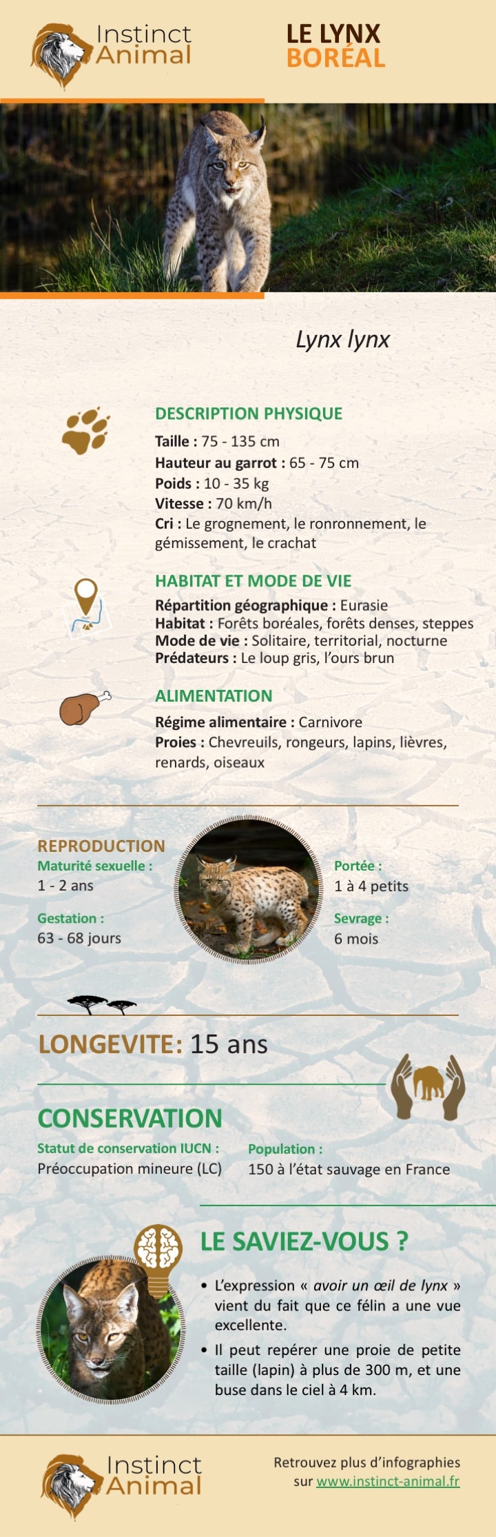 Description du lynx boréal - Infographie - Instinct Animal