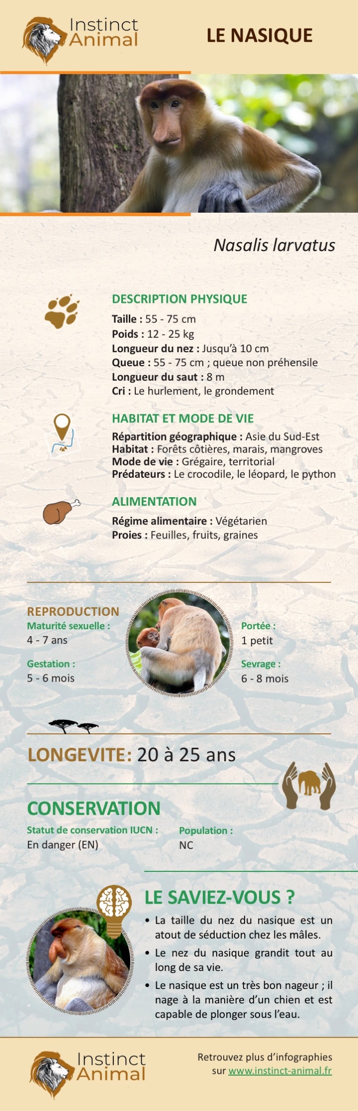 Description du nasique - Infographie - Instinct Animal