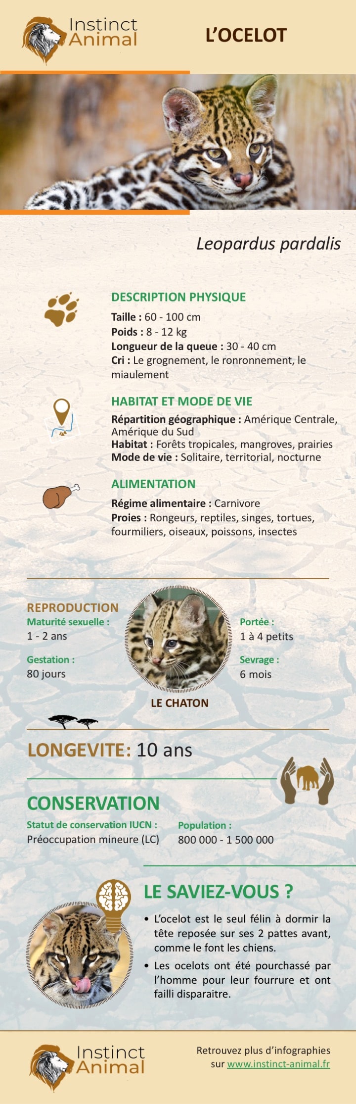Description de l'ocelot - Infographie - Instinct Animal
