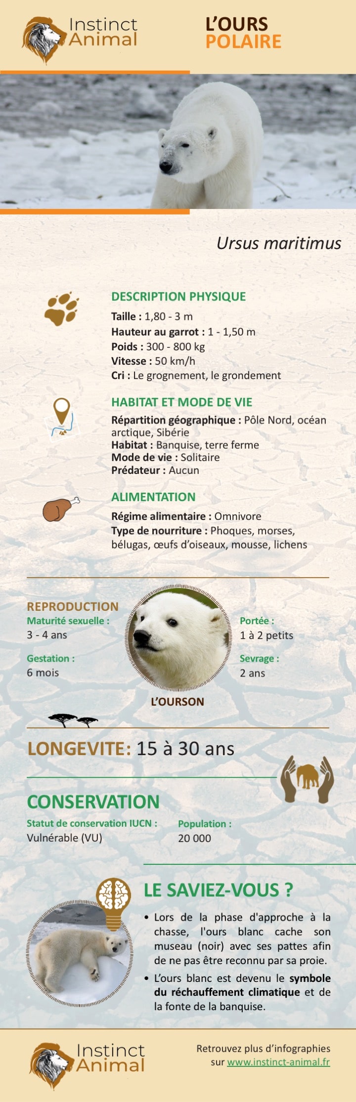 Description de l'ours polaire (ours blanc) - Infographie - Instinct Animal