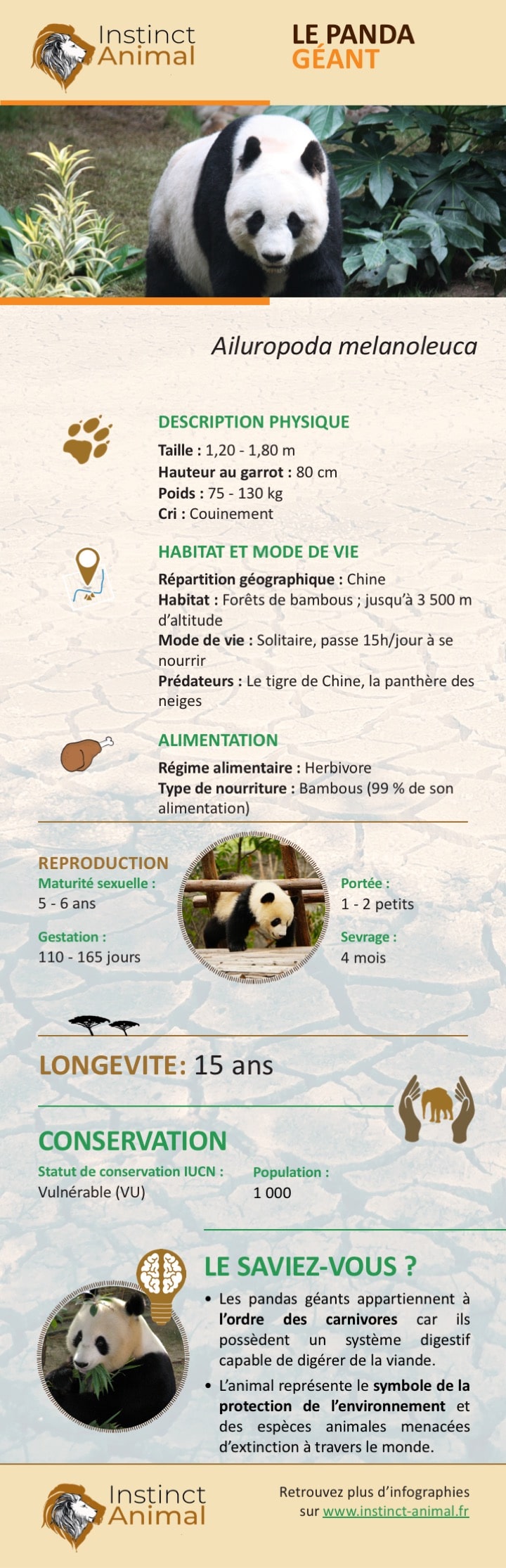 https://www.instinct-animal.fr/panda-geant-infographie-2/