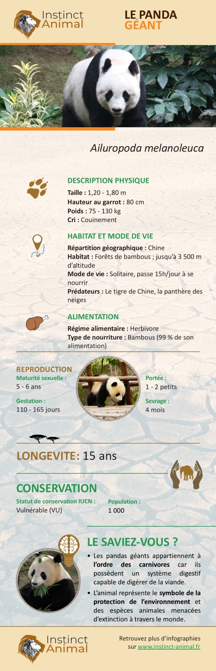 https://www.instinct-animal.fr/panda-geant-infographie-2/