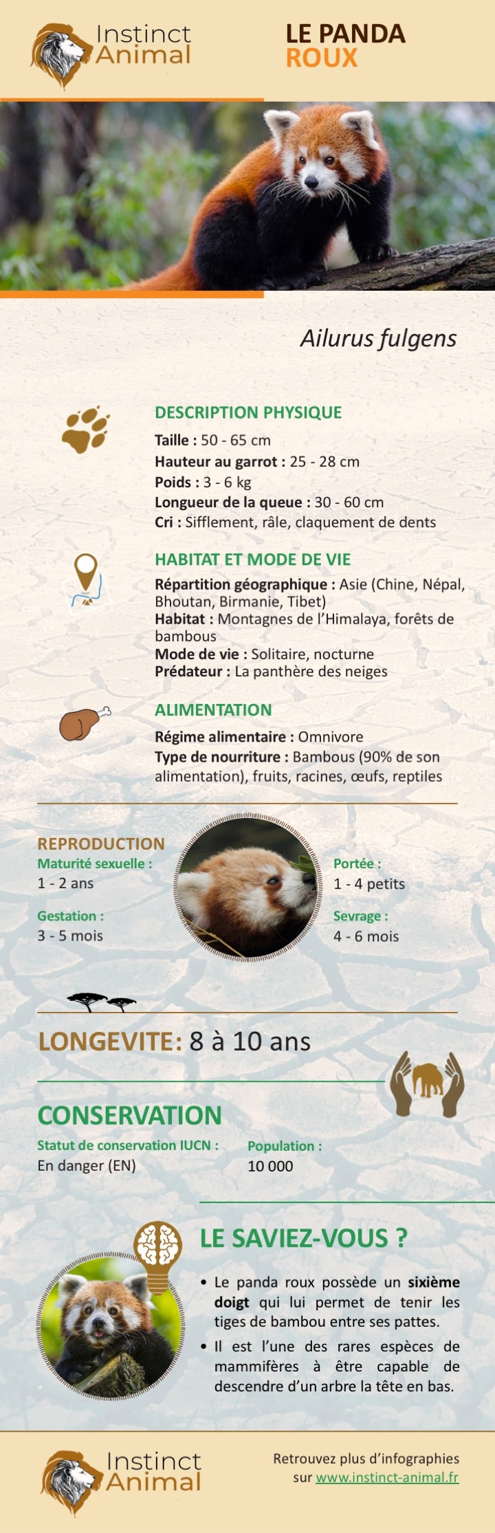 https://www.instinct-animal.fr/panda-roux-infographie-2/