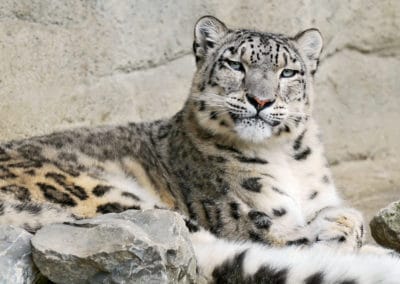 Panthère des neiges - léopard des neiges - Instinct Animal