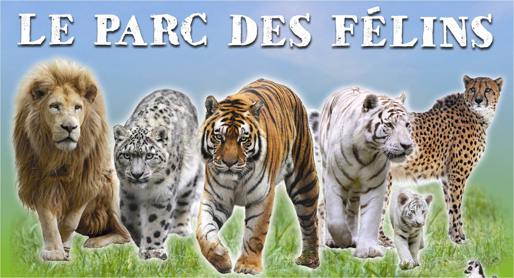 Parc des félins : tarifs, billets, horaires, adresse - Instinct Animal