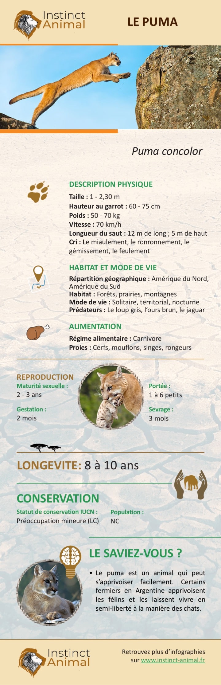 Description du puma - Infographie - Instinct Animal