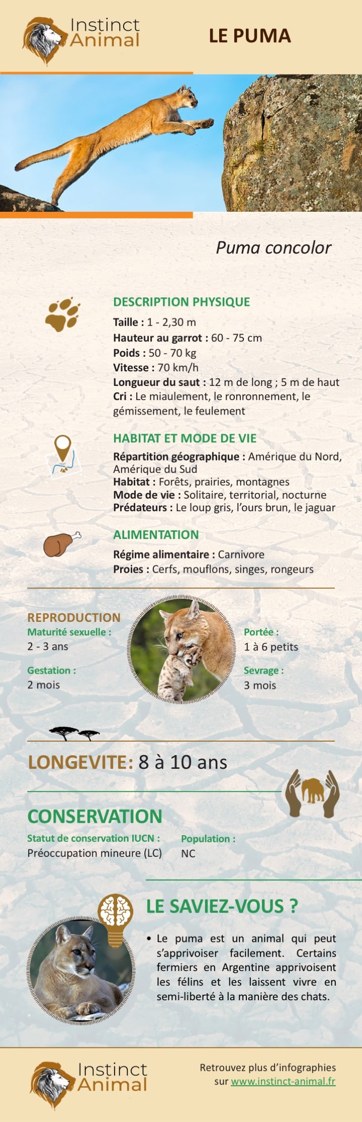 alimentation du puma