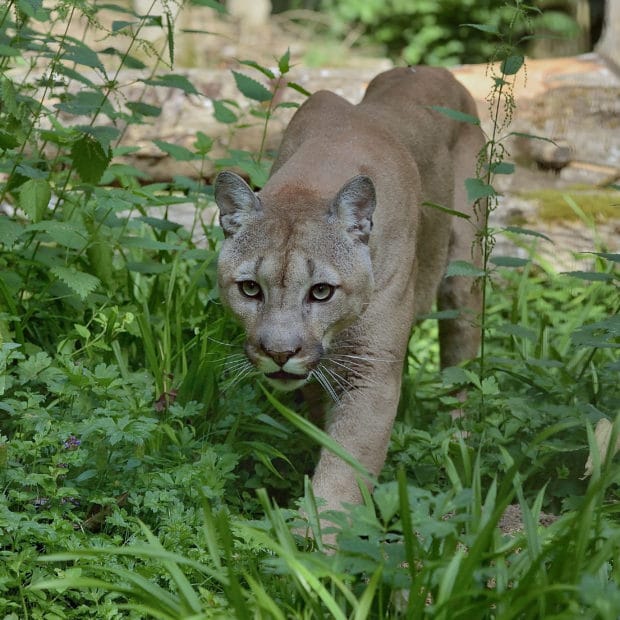 Puma au parc des felins, parc zoologique - Instinct animal