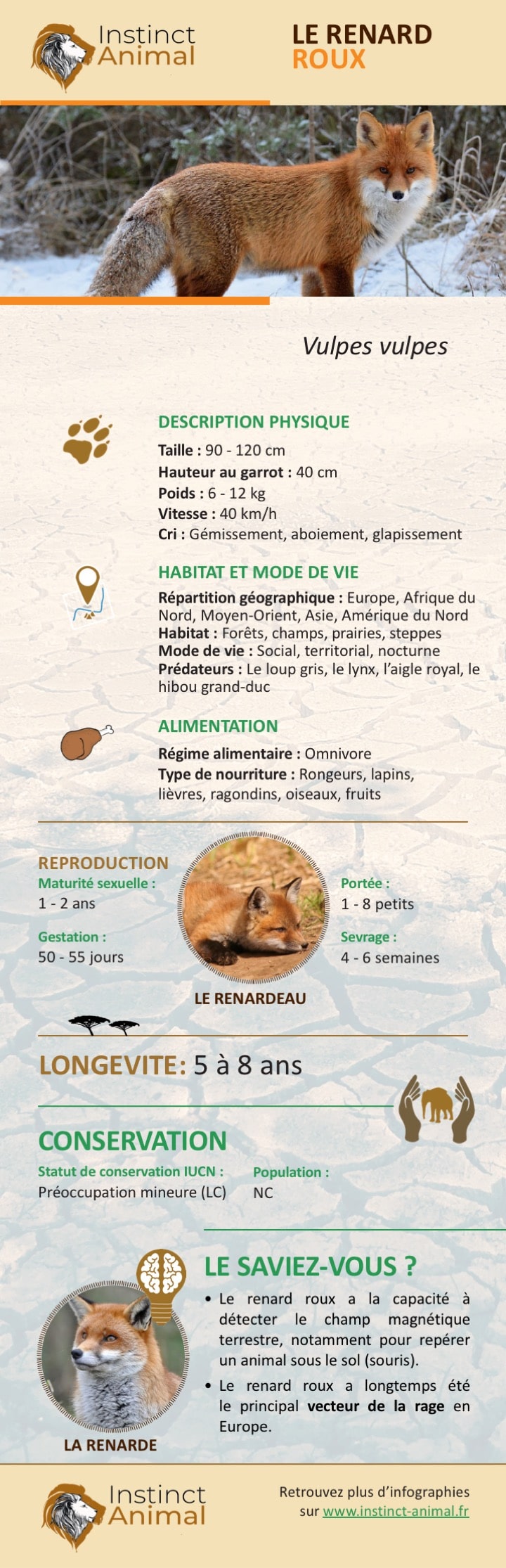 Description du renard roux - Infographie - Instinct Animal