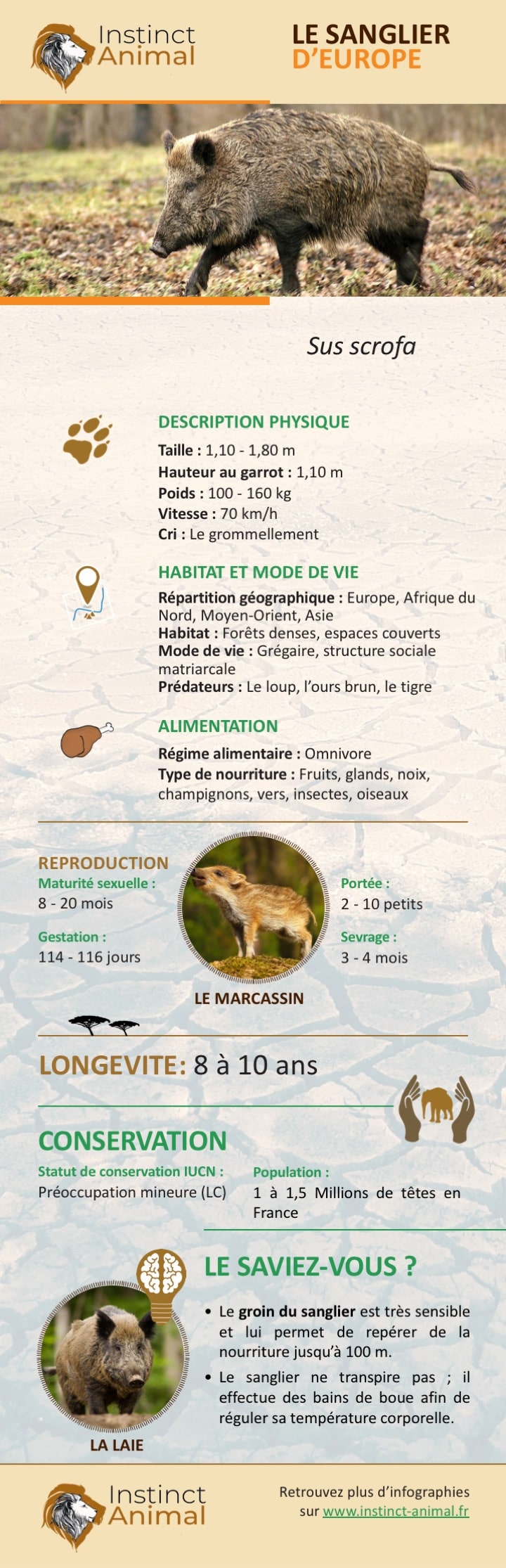 https://www.instinct-animal.fr/sanglier-infographie/
