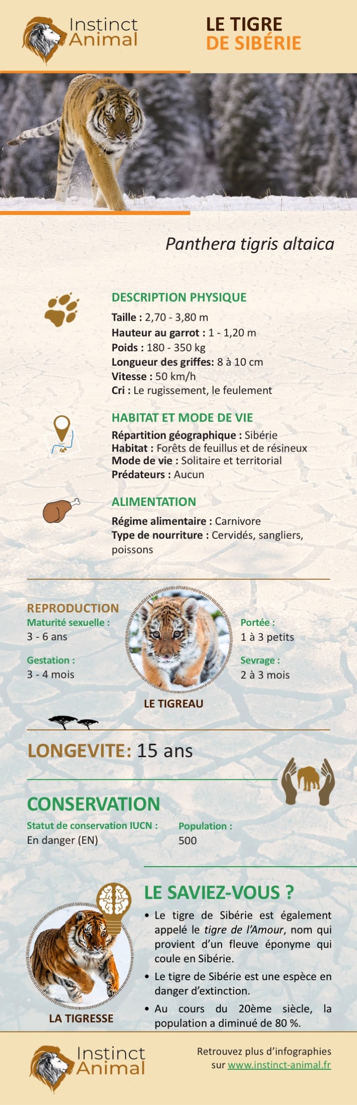 Tigre de siberie : taille, description, biotope, habitat, reproduction