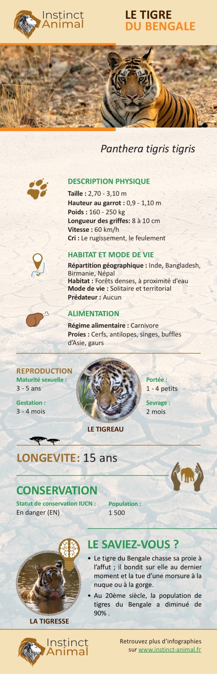 Tigre du Bengale - Infographie - Instinct Animal
