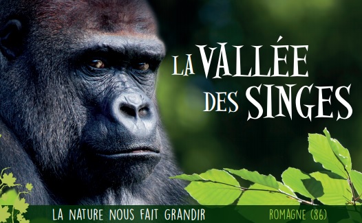 La Vallée des Singes : tarif, horaire, adresse - Instinct Animal