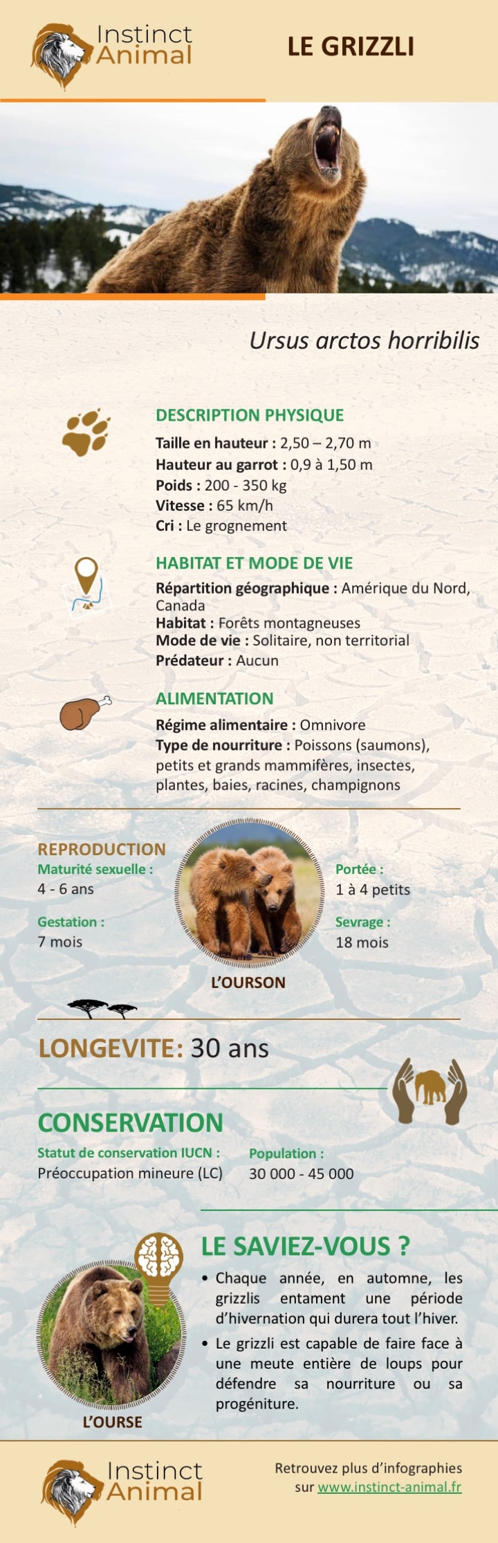 Description du grizzli (ou grizzly) - Infographie - Instinct Animal