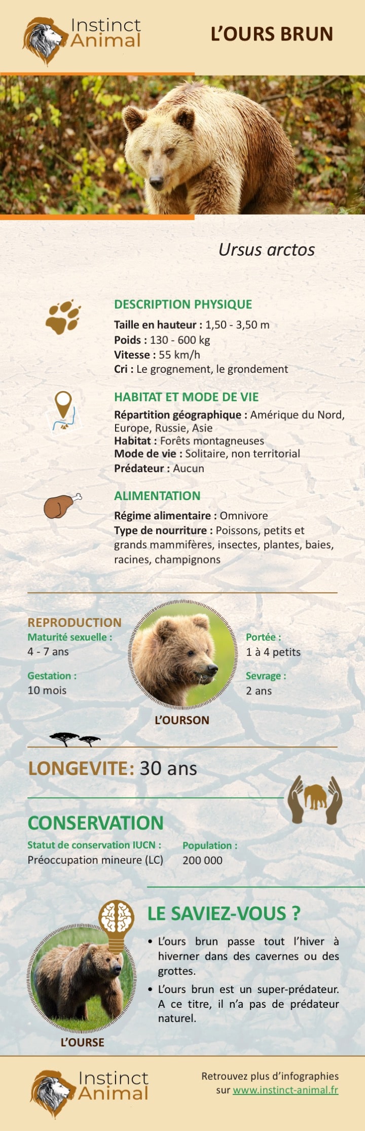 Description de l'ours brun - Infographie - Instinct Animal