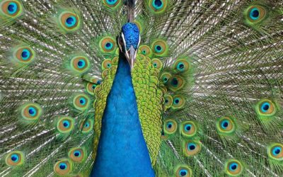 Les oiseaux : des couleurs vives pour séduire