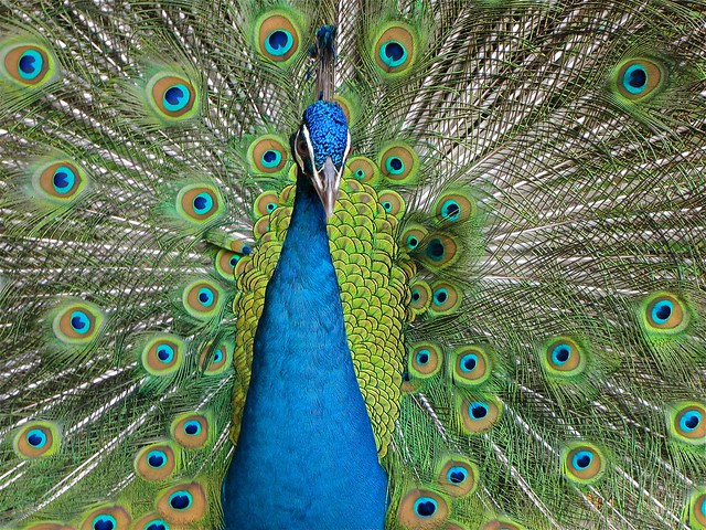 Les oiseaux : des couleurs vives pour séduire