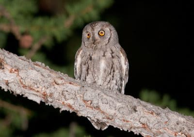 Hibou petit-duc - rapace nocturne - Instinct Animal