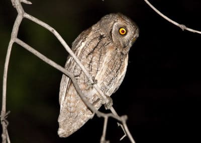 Petit-duc sur une branche d'arbre - Hibou - Instinct Animal