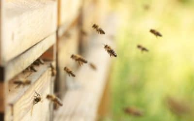 Les abeilles à la rescousse des éléphants ?