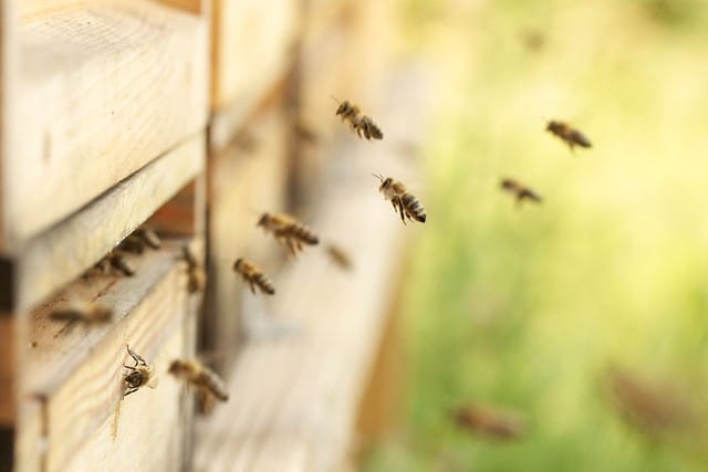 Les abeilles à la rescousse des éléphants ?