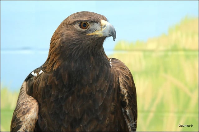 justering Royal familie Langt væk Aigle royal : description complète de l'oiseau + photos - Instinct Animal