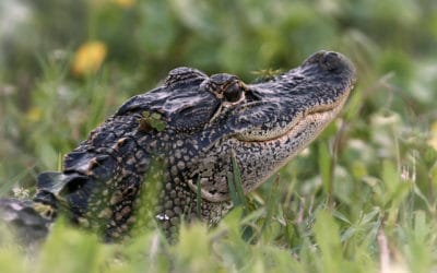 Dans l’intimité des crocodiles : mâle ou femelle ?