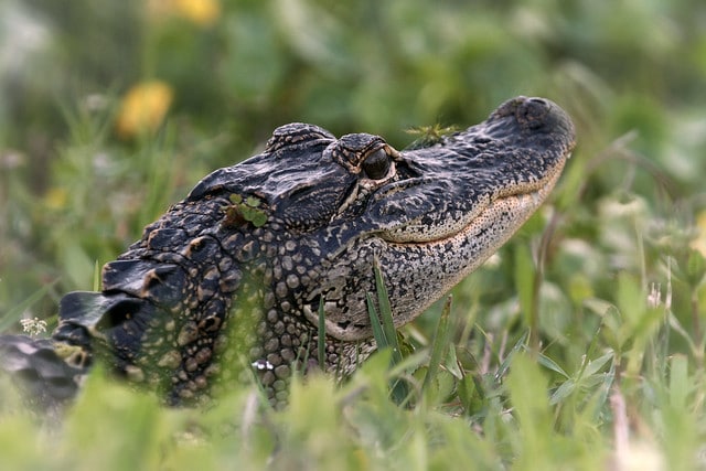 Dans l’intimité des crocodiles : mâle ou femelle ?