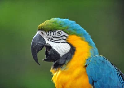 Ara bleu, perroquet capable de parler et d'imiter - Instinct Animal