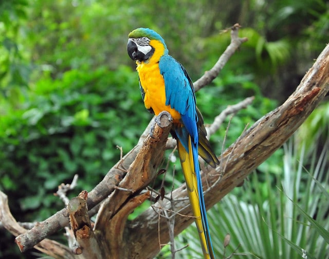 Ara bleu, perroquet bleu et jaune d'Amérique du Sud - Instinct Animal