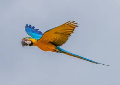 Ara bleu et jaune en vol, perroquet d'Amazonie - Instinct Animal