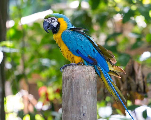 ara bleu et jaune, perroquet d'Amazonie - Instinct Animal