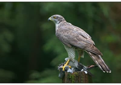 Autour des palombes une proie entre ses serres - Instinct Animal