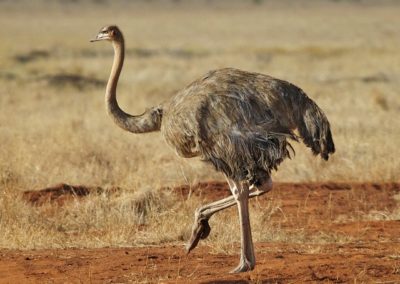 Autruche d'Afrique femelle, oiseau - Instinct Animal