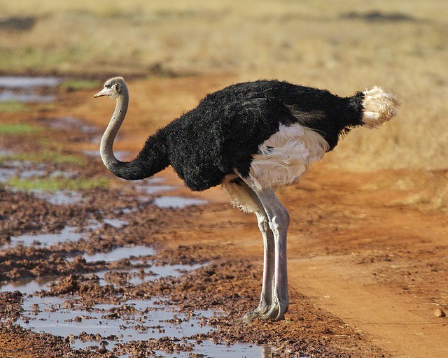Autruche d'Afrique, oiseau le plus grand - Instinct Animal