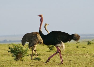 Couple d'autruches d'Afrique - oiseaux - Instinct Animal