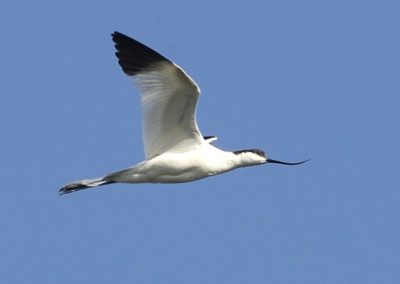 Avocette élégante en vol, oiseau migrateur - Instinct Animal