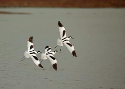 Vol d'avocettes élégantes, oiseaux migrateurs grégaires - Instinct Animal