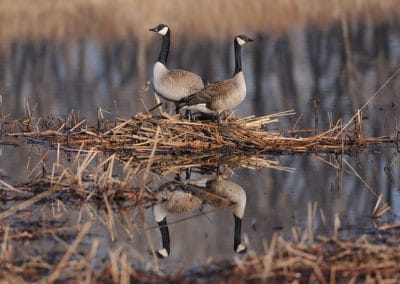 Un couple de bernaches du Canada autour du nid - Instinct Animal