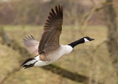 Une bernache du Canada en vol, oiseau migrateur - Instinct Animal